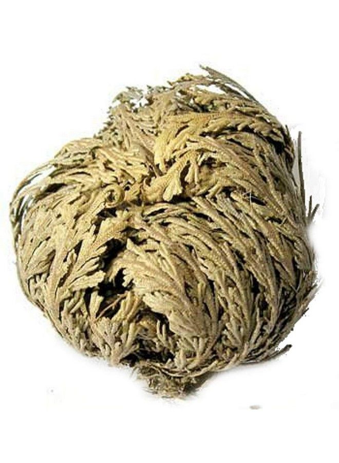 AzureGreen زهور أريحا (زهرة واحدة) - Image 2