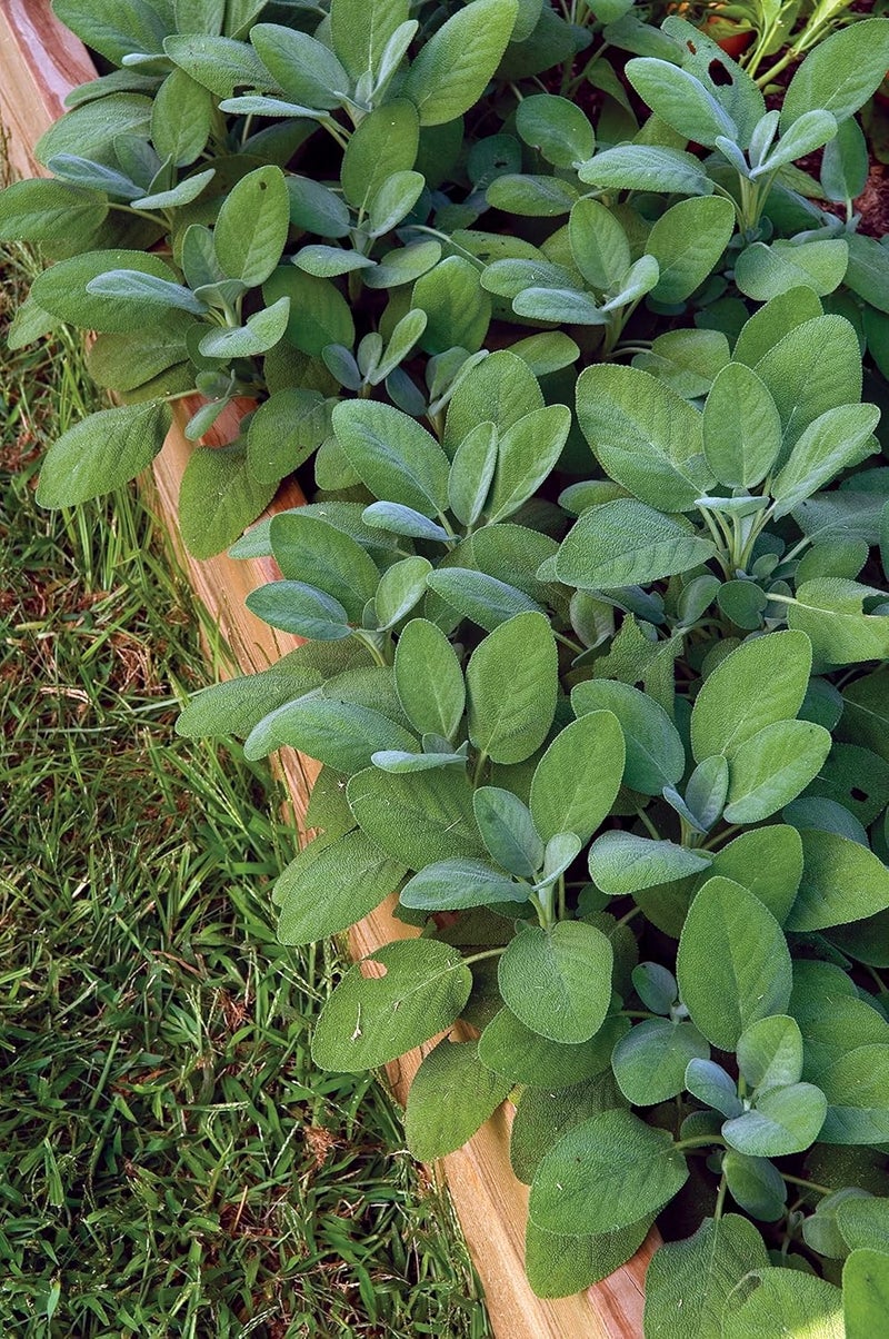 Burpee Sage Seeds - Image 2