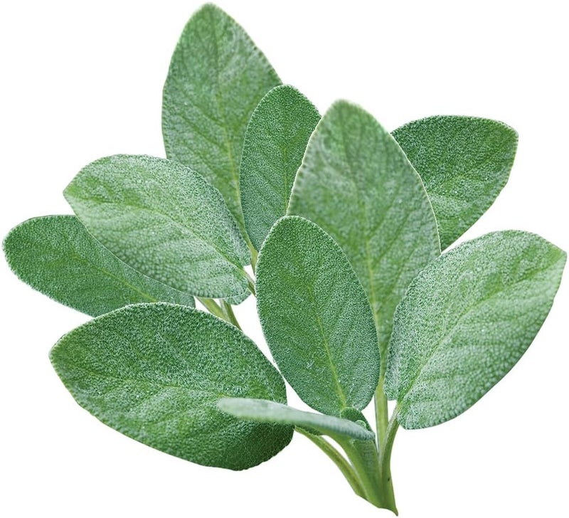 Burpee Sage Seeds - Image 1