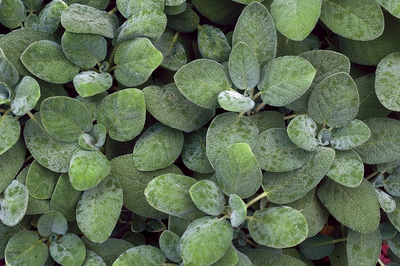 Burpee Sage Seeds - Image 3