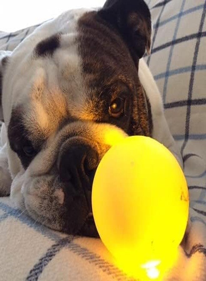 Spunky pup Fetch & Glow Ball Medium, (Assorted) - Image 2