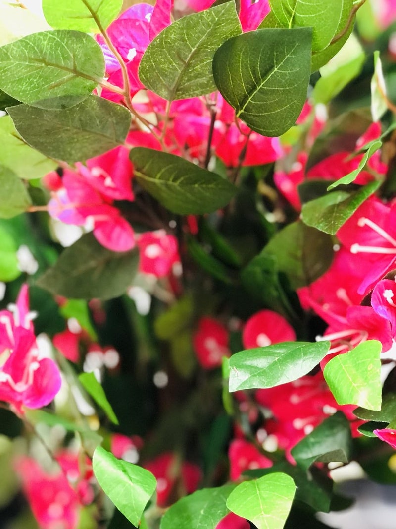 AMERIQUE Pair AMERIQUE Gorgeous 5 Feet Blooming Artificial Bougainvillea Tree with Flowers  Real Wood Trunks with Nursery Pots Feel Real Technology Red and Green  - Image 4