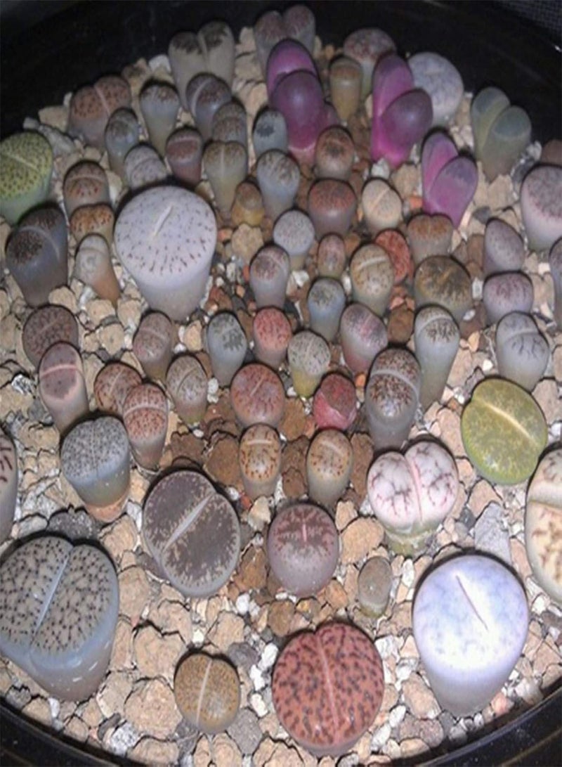 GGOOT 200Pcs Premium Flower Seeds, Lithops Seeds Perennial Easy Care Succulents Plant Outdoor Plants Model Seeds for Office Mix - Image 3