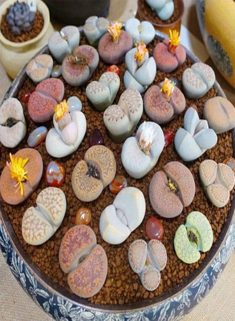 GGOOT 200Pcs Premium Flower Seeds, Lithops Seeds Perennial Easy Care Succulents Plant Outdoor Plants Model Seeds for Office Mix - Image 1