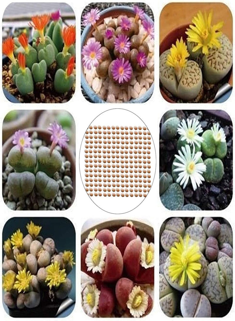 GGOOT 200Pcs Premium Flower Seeds, Lithops Seeds Perennial Easy Care Succulents Plant Outdoor Plants Model Seeds for Office Mix - Image 5