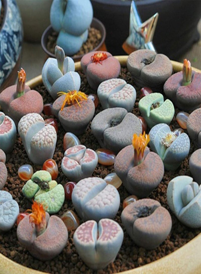 GGOOT 200Pcs Premium Flower Seeds, Lithops Seeds Perennial Easy Care Succulents Plant Outdoor Plants Model Seeds for Office Mix - Image 2