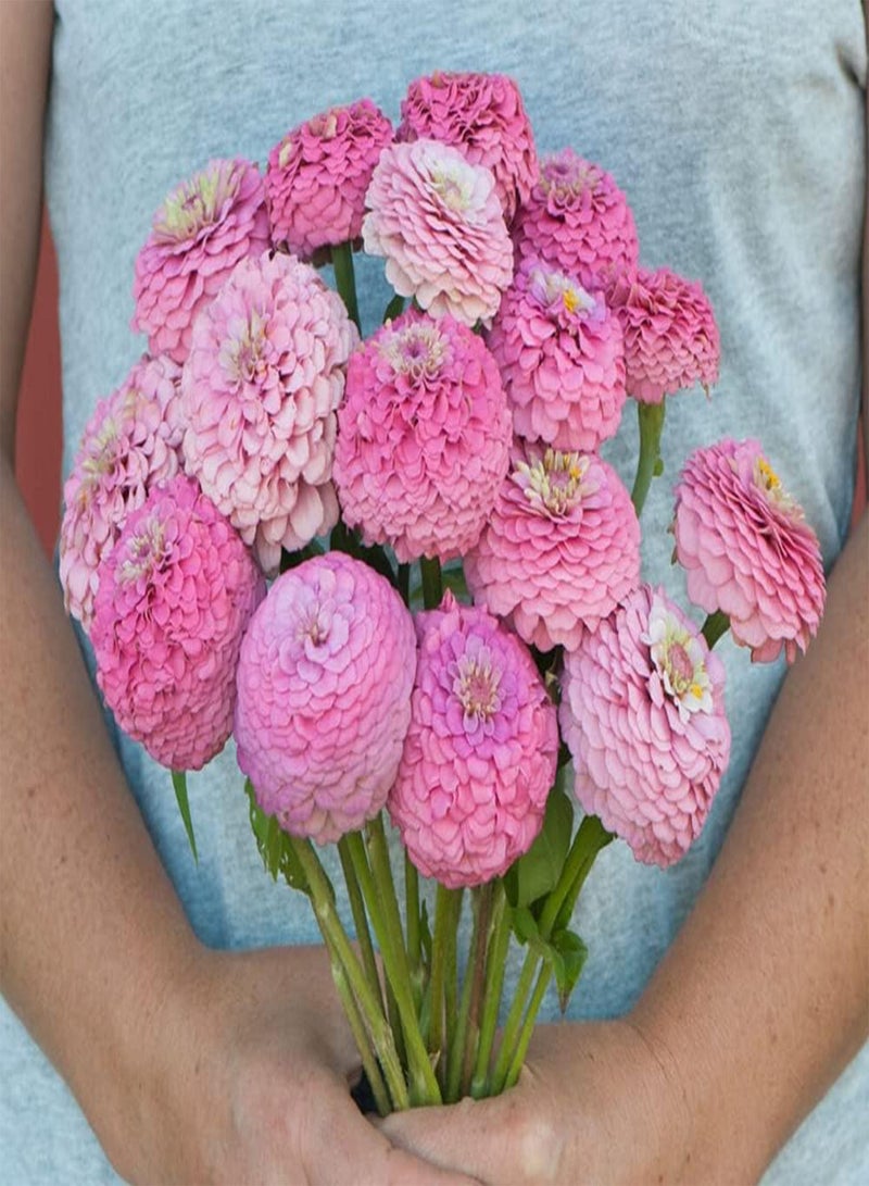 GGOOT Flower Zinnia Oklahoma Pink 50 Non-GMO, Heirloom Seeds - Image 1