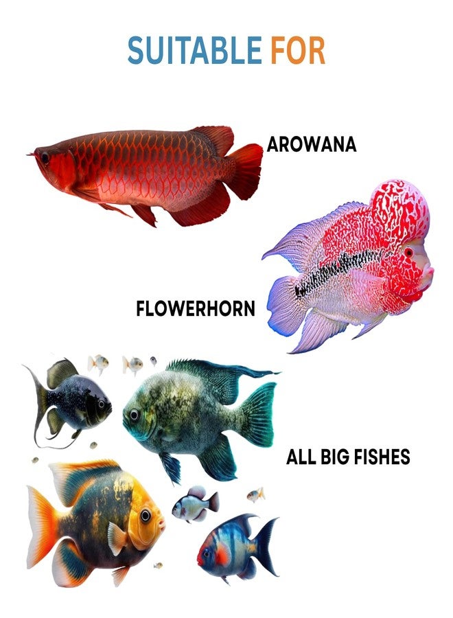 روبيان مجفف بالتجميد E مناسب لأسماك الأروانا، والفلاور هورن، والأوسكار، والببغاء الأحمر، وجميع أسماك الزينة (25 غرام) - Image 4