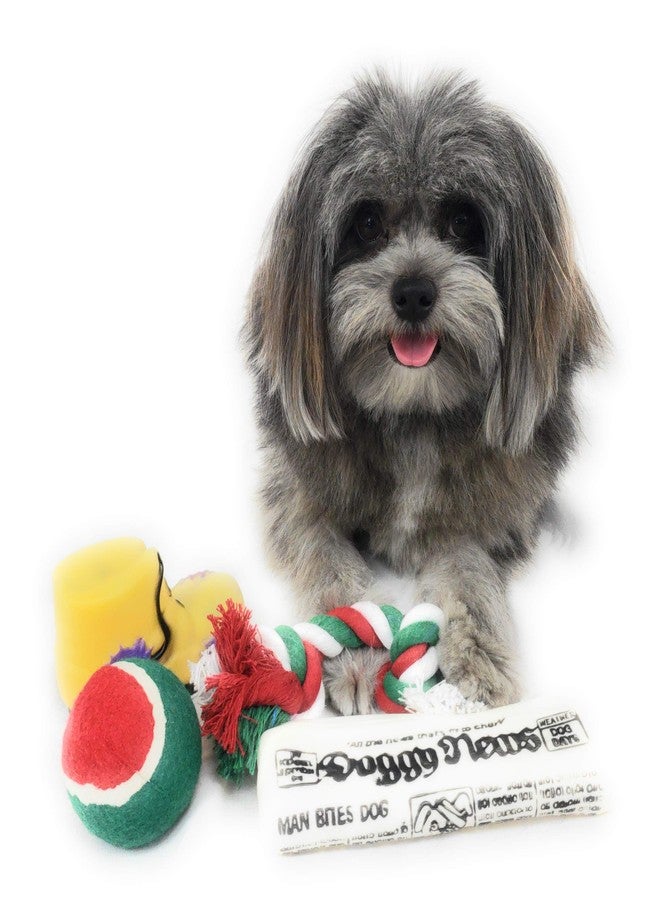 Massca Christmas Dog Stocking Toys. Pack Assorted with Squeaker Inside of Newspaper Toy, Squeaky Boot, a red, Green & White Tennis Ball & red White & Green Knotted Rope Xmas Toy. Small Medium Large Breeds - Image 2