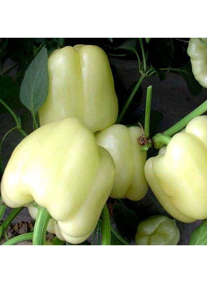 Capsicum White, Bell Pepper Ivory White Vegetable Seeds