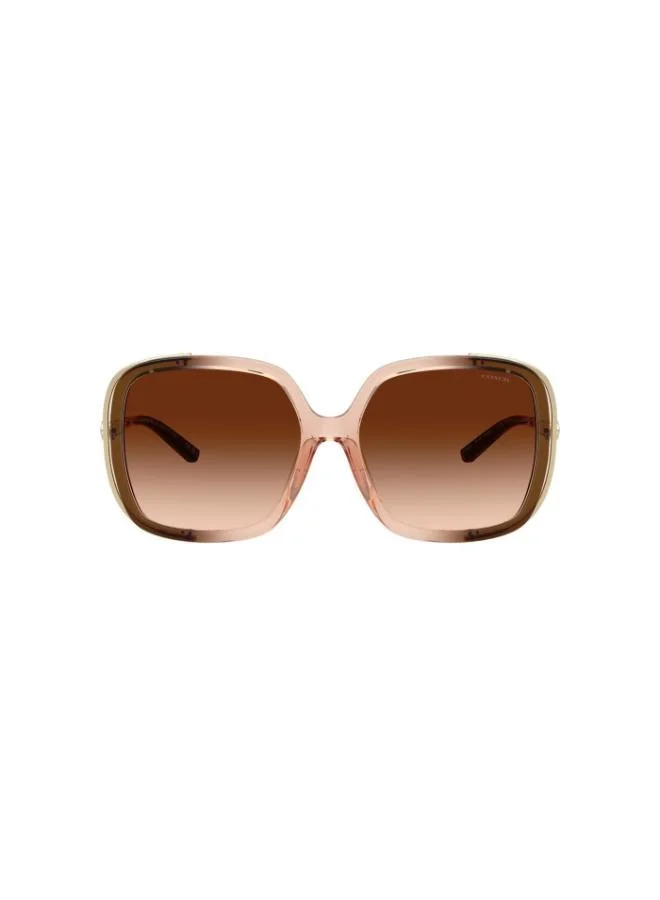 COACH Coach Woman Injected Sunglasses