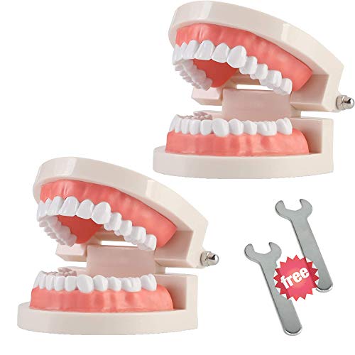 THINKPRICE 2 Pack Standard Teeth Model Adult Standard Typodont Demonstration Denture Model for Kids Dental Teaching, Clean Display, Education, Study (No Wisdom Teeth)(with 2 Fixed Wrench) - Image 1