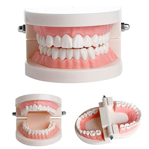 THINKPRICE 2 Pack Standard Teeth Model Adult Standard Typodont Demonstration Denture Model for Kids Dental Teaching, Clean Display, Education, Study (No Wisdom Teeth)(with 2 Fixed Wrench) - Image 4