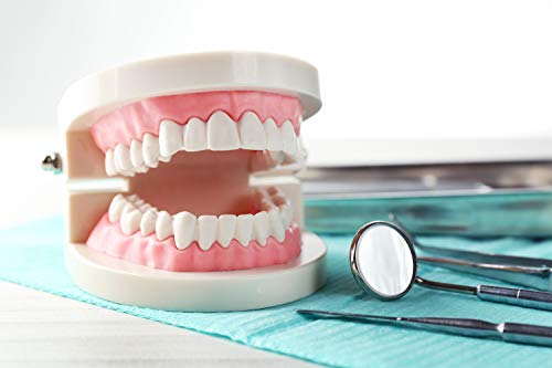 THINKPRICE 2 Pack Standard Teeth Model Adult Standard Typodont Demonstration Denture Model for Kids Dental Teaching, Clean Display, Education, Study (No Wisdom Teeth)(with 2 Fixed Wrench) - Image 5