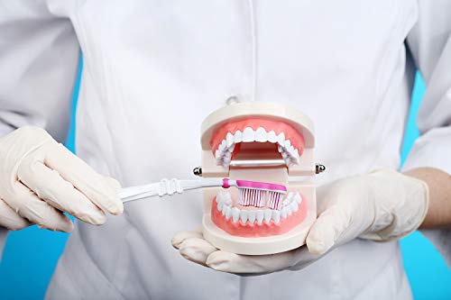 THINKPRICE 2 Pack Standard Teeth Model Adult Standard Typodont Demonstration Denture Model for Kids Dental Teaching, Clean Display, Education, Study (No Wisdom Teeth)(with 2 Fixed Wrench) - Image 2