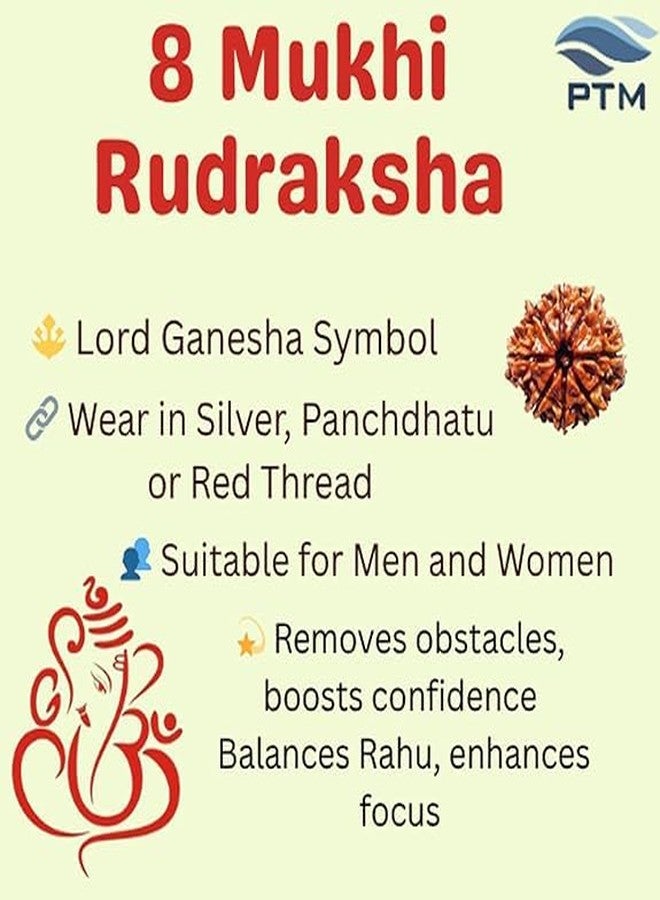 بي تي إم خرز رودراكشا ثمانية الأوجه معتمد من PTM | رودراكشا نيبالية طبيعية أصلية ثمانية الأوجه مع شهادة اختبار معملي | رودراكشا علاجية فلكية وروحانية للرجال والنساء - Image 3