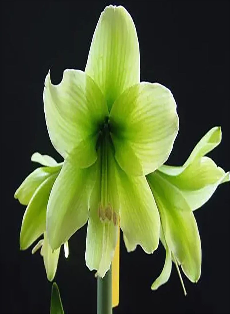 GGOOT 2 grüne Amarylliszwiebeln geeignet für alle die Schnittblumensträuße pflanzen möchten pflegeleicht breites Einsatzspektrum Gute ökologische Wirkung - Image 2