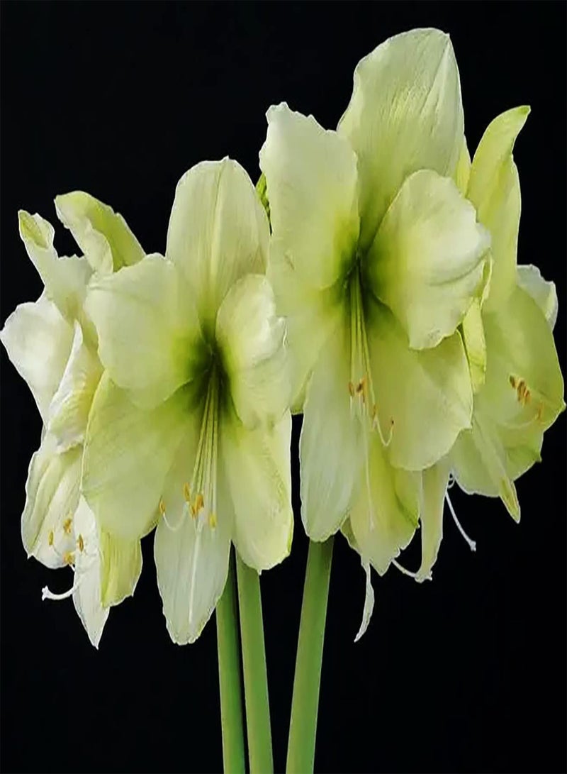 GGOOT 2 grüne Amarylliszwiebeln geeignet für alle die Schnittblumensträuße pflanzen möchten pflegeleicht breites Einsatzspektrum Gute ökologische Wirkung - Image 1