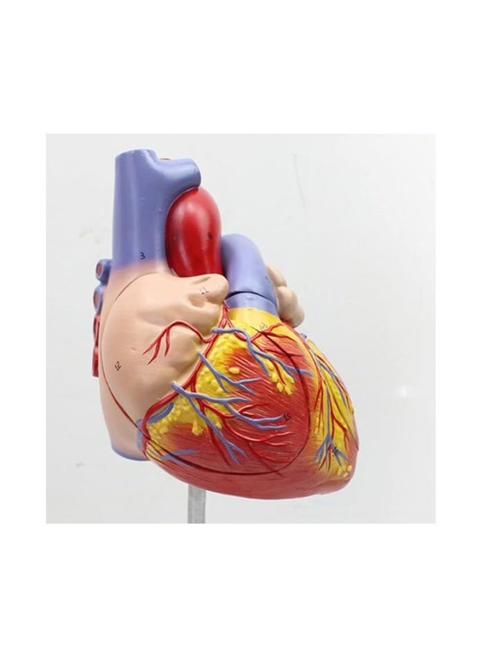 AKM Human Heart Model  Part Life Size Detachable Teaching Model  with On Base  Anatomically Accurate Numbered Heart Medical Model Shows 59 Anatomical Internal Structures, Simulation Heart - Image 1