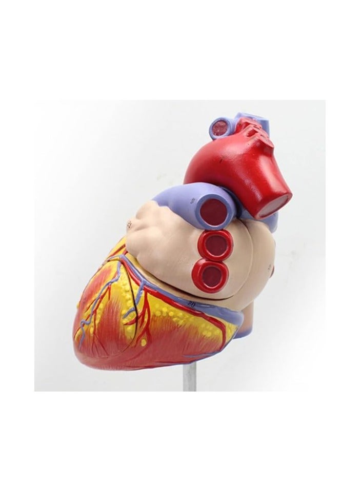 AKM Human Heart Model  Part Life Size Detachable Teaching Model  with On Base  Anatomically Accurate Numbered Heart Medical Model Shows 59 Anatomical Internal Structures, Simulation Heart - Image 2