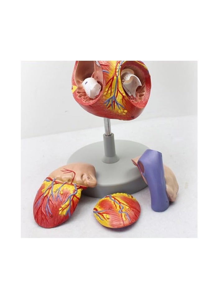 AKM Human Heart Model  Part Life Size Detachable Teaching Model  with On Base  Anatomically Accurate Numbered Heart Medical Model Shows 59 Anatomical Internal Structures, Simulation Heart - Image 3