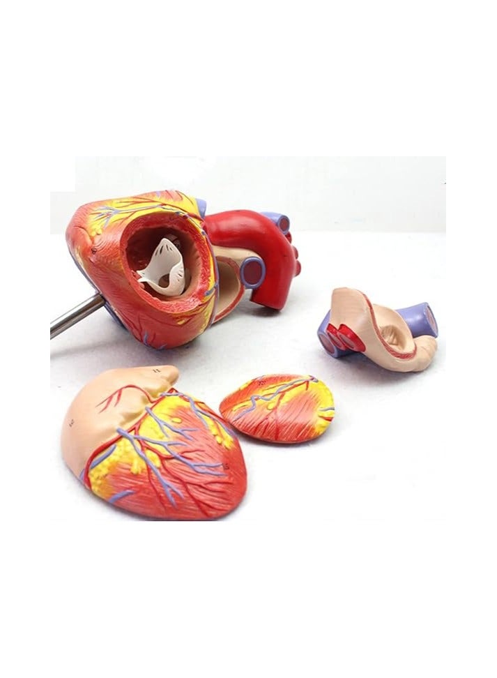 AKM Human Heart Model  Part Life Size Detachable Teaching Model  with On Base  Anatomically Accurate Numbered Heart Medical Model Shows 59 Anatomical Internal Structures, Simulation Heart - Image 4