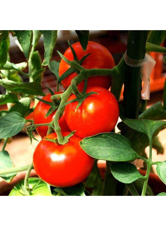 Tomato Ped Desi Vegetable Seeds