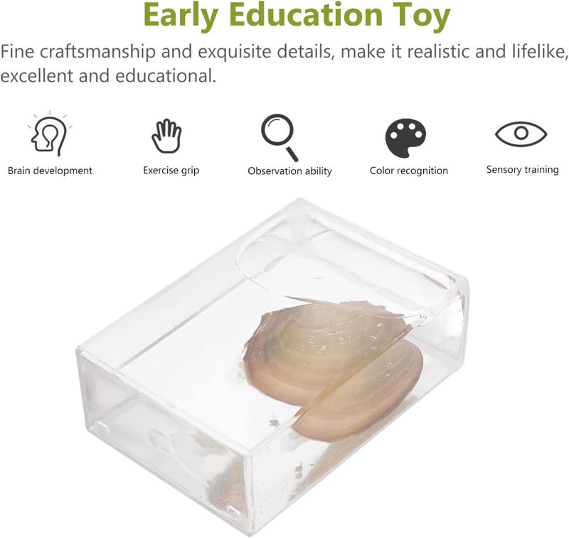 كلاراكو معدات تجربة تعليمية من كلاركو، هدية لأطفال المدارس المتوسطة، عينة من بلح البحر، أداة تعليمية، أصداف بحرية، عينة من الحفريات، علم الأحياء، عينة من بلح البحر، عينة عرض من بلح البحر، أدوات سائلة - Image 3