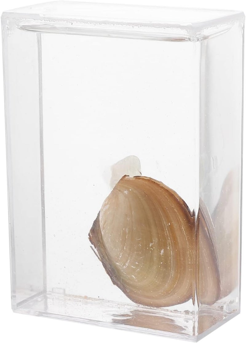 كلاراكو معدات تجربة تعليمية من كلاركو، هدية لأطفال المدارس المتوسطة، عينة من بلح البحر، أداة تعليمية، أصداف بحرية، عينة من الحفريات، علم الأحياء، عينة من بلح البحر، عينة عرض من بلح البحر، أدوات سائلة - Image 1