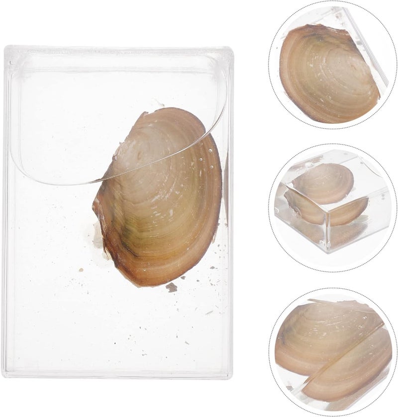 كلاراكو معدات تجربة تعليمية من كلاركو، هدية لأطفال المدارس المتوسطة، عينة من بلح البحر، أداة تعليمية، أصداف بحرية، عينة من الحفريات، علم الأحياء، عينة من بلح البحر، عينة عرض من بلح البحر، أدوات سائلة - Image 4