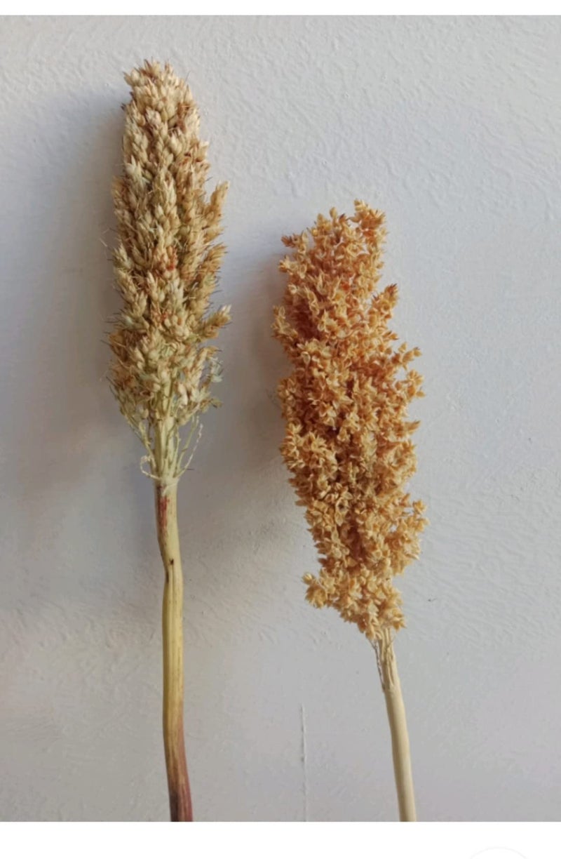 RUKDA® Dried Natural Sorghum Flower || Dried Flower Sheaves || Dry Grass Bouquet for Wedding Table Centerpieces, Home & Office Décor – 2pcs - Image 3