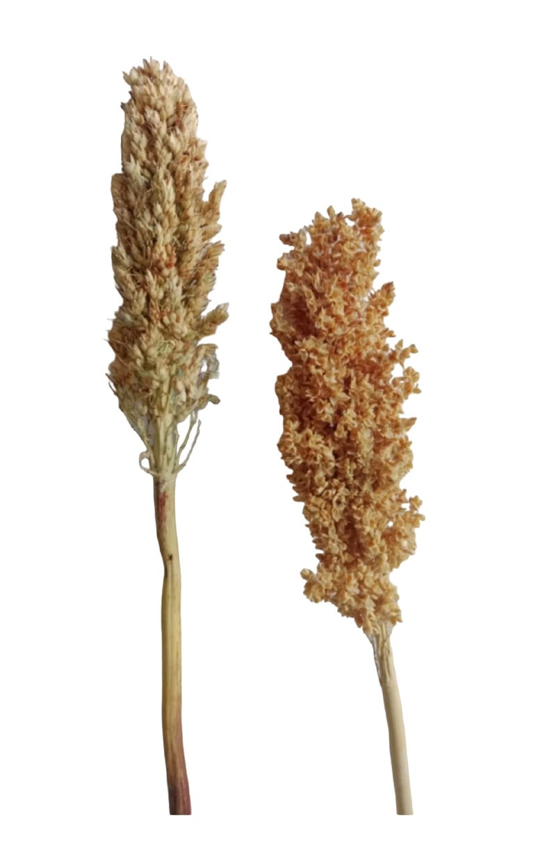 RUKDA® Dried Natural Sorghum Flower || Dried Flower Sheaves || Dry Grass Bouquet for Wedding Table Centerpieces, Home & Office Décor – 2pcs - Image 1