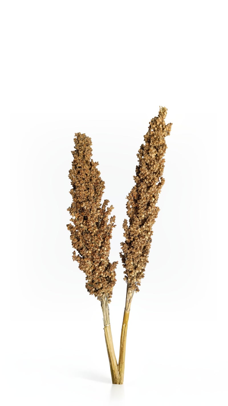 RUKDA® Dried Natural Sorghum Flower || Dried Flower Sheaves || Dry Grass Bouquet for Wedding Table Centerpieces, Home & Office Décor – 2pcs - Image 2