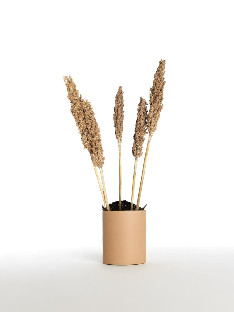RUKDA® Dried Natural Sorghum Flower || Dried Flower Sheaves || Dry Grass Bouquet for Wedding Table Centerpieces, Home & Office Décor – 2pcs - Image 4