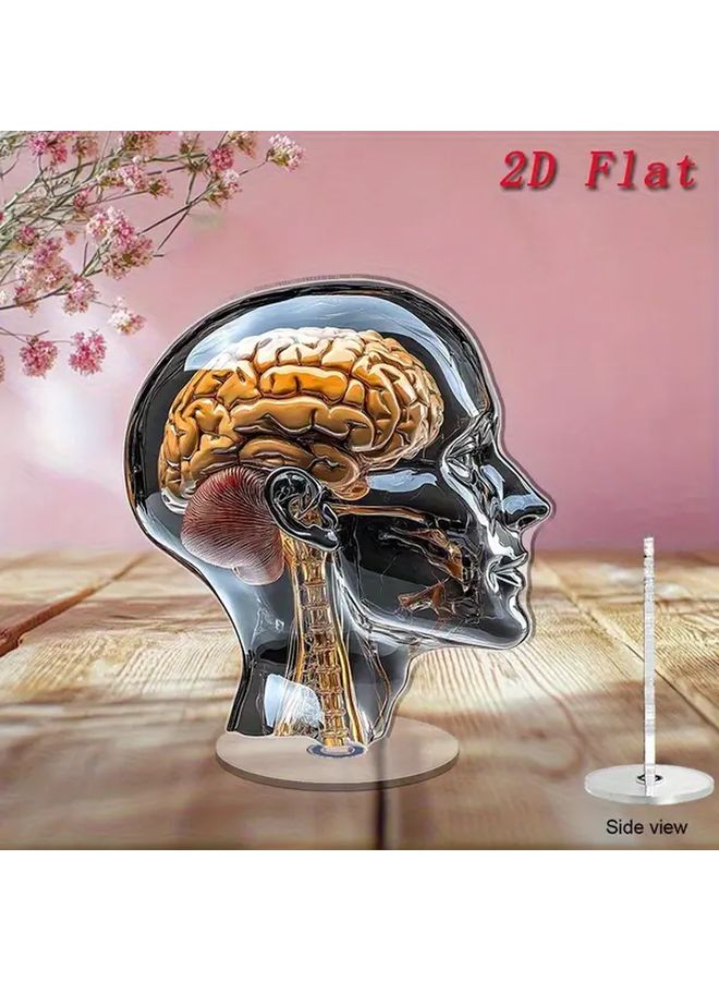 Generic Rotating 2D Flat Anatomical Head Model A With Brain Ears Spinal ...