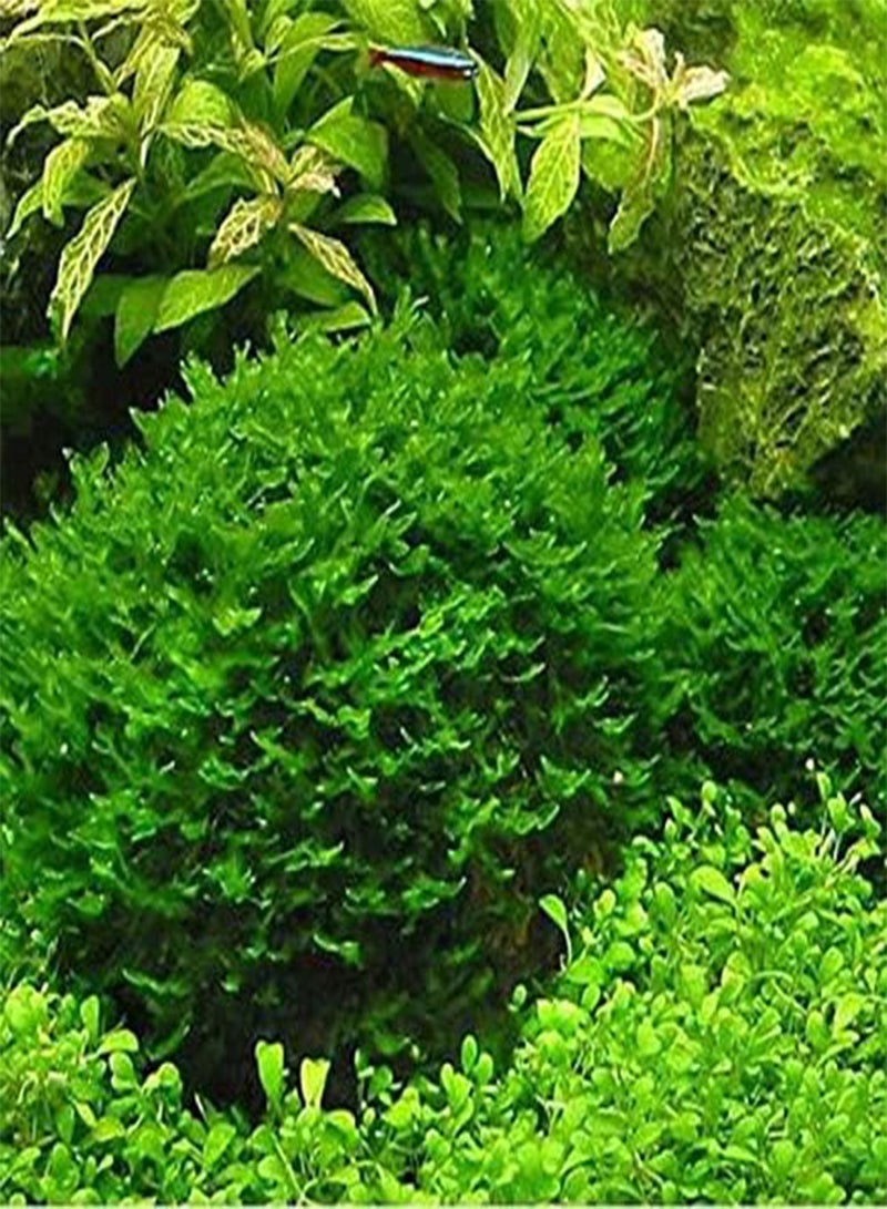 GGOOT 200PCS/Pack Moss Live Aquatic Plants Seeds Aquarium Water Grass Bonsai Flower Landscape Decoration Ornament - 3 - Image 1