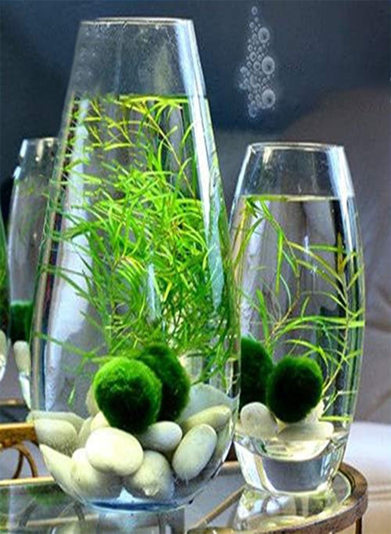 GGOOT 200PCS/Pack Moss Live Aquatic Plants Seeds Aquarium Water Grass Bonsai Flower Landscape Decoration Ornament - 3 - Image 3