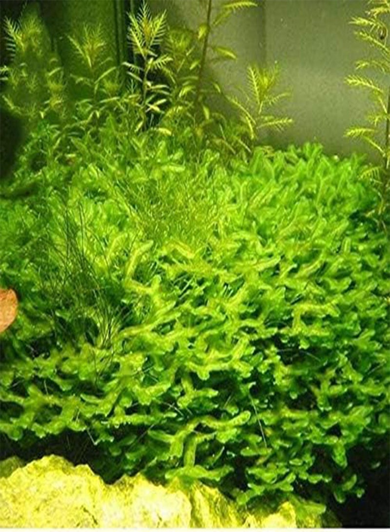 GGOOT 200PCS/Pack Moss Live Aquatic Plants Seeds Aquarium Water Grass Bonsai Flower Landscape Decoration Ornament - 3 - Image 5