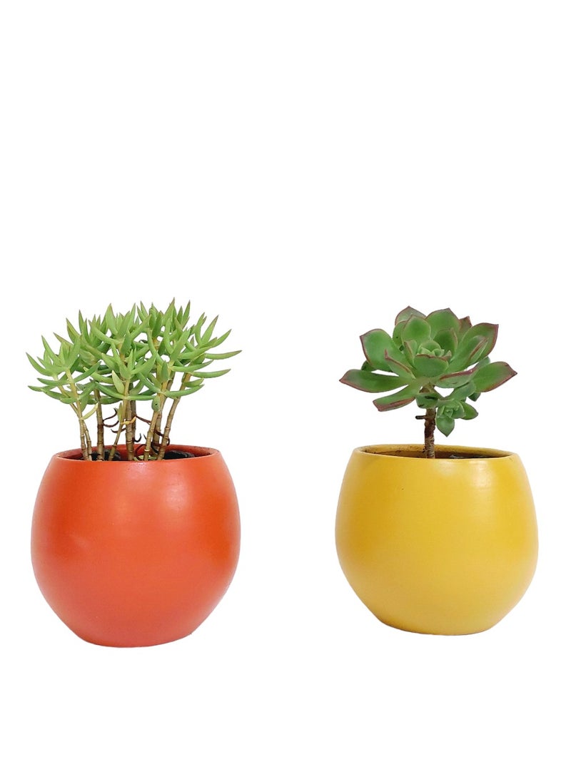 Shatla Shop Groovy Cactus Set with decorative pots 