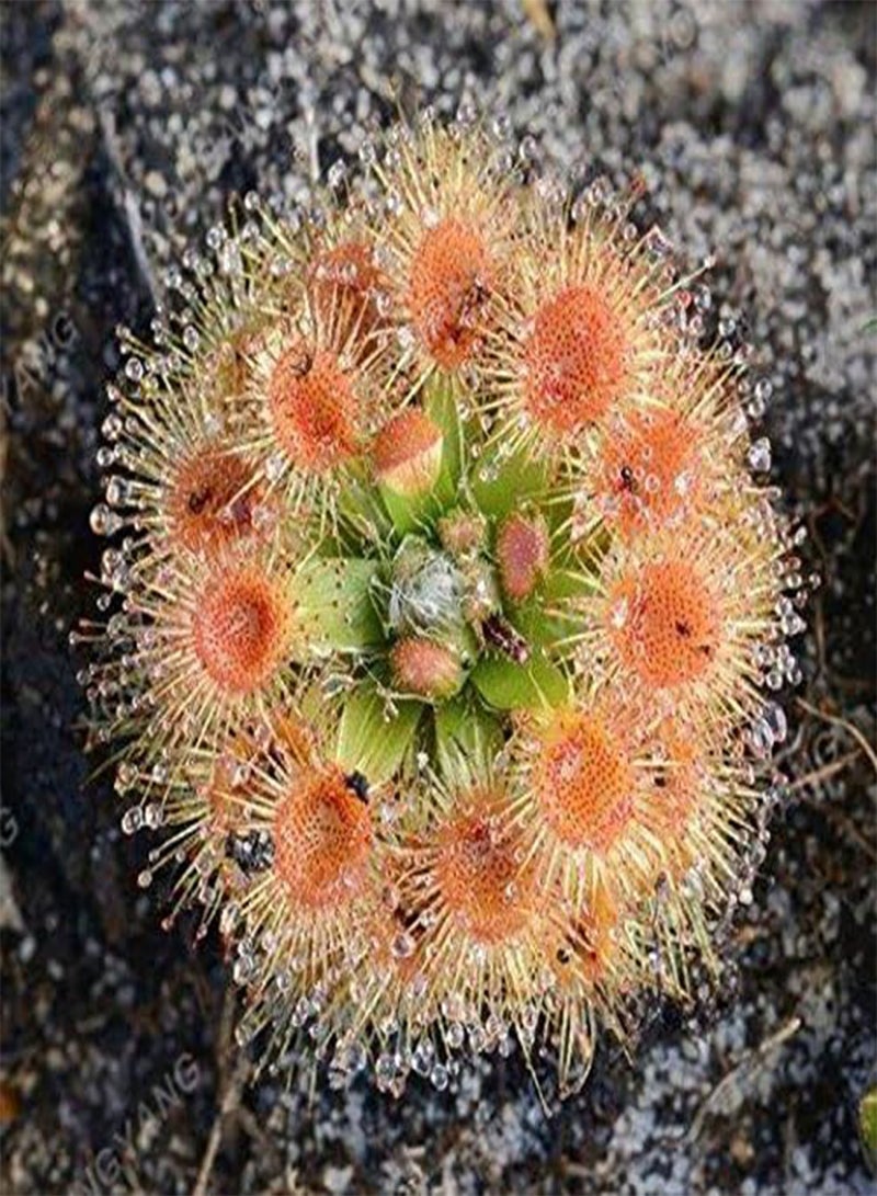 GGOOT Seeds 20 pcs Drosera Clip Venere jugging Seeds insectivori Garden Plant The Seeds of The Family Bonsai in vase semi  Indoor Perennial Jacket ciaippamosche Green Seed  - Image 2