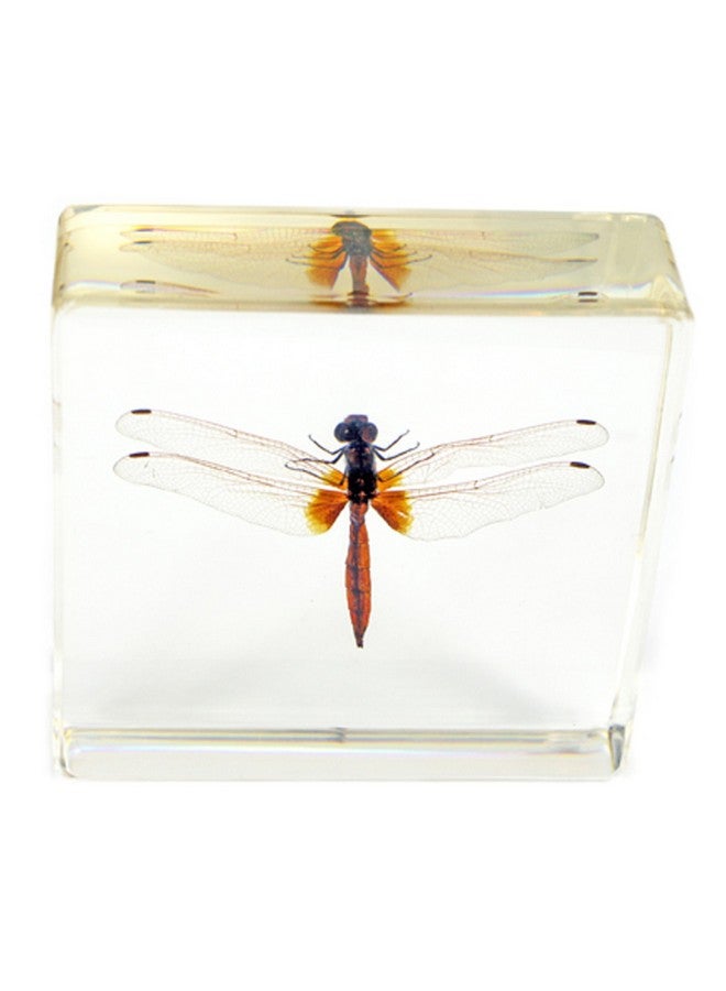 REALBUG Dragonfly Paperweight(3X3X1) - Image 1