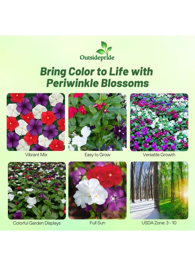 Outsidepride American Pie Mix Periwinkle Seeds for Planting – 50 Pcs Annual, Fast-Blooming, Heat & Drought Tolerant Vinca Flower Seeds with Vibrant Colors Ideal for Gardens, Beds & Containers - Image 2