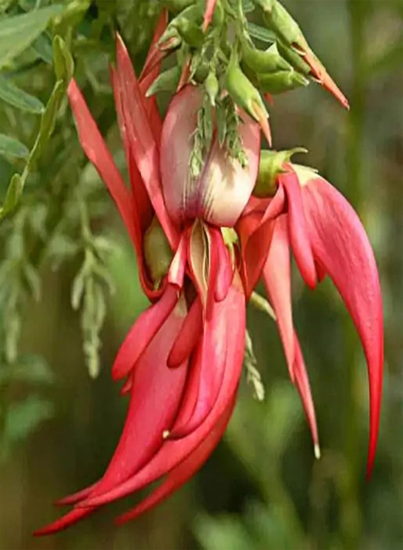 GGOOT 100Pcs Sturt's Desert Pea Seeds Drought-Resistant Swaisonia Formosa Seeds Easy to Grow Red Petals Flower Seeds 100pcs - Image 4