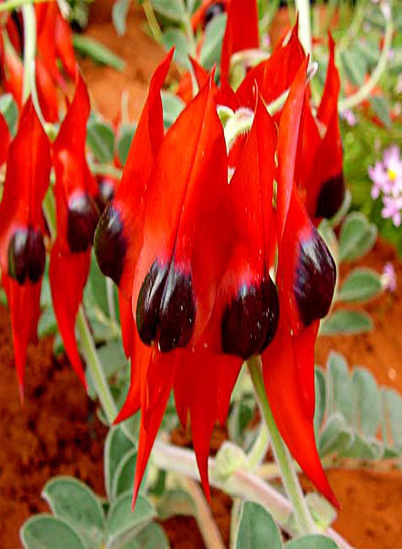 GGOOT 100Pcs Sturt's Desert Pea Seeds Drought-Resistant Swaisonia Formosa Seeds Easy to Grow Red Petals Flower Seeds 100pcs - Image 2