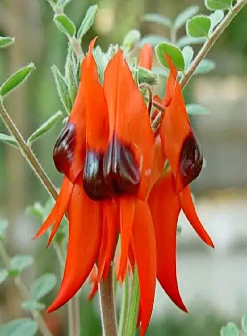 GGOOT 100Pcs Sturt's Desert Pea Seeds Drought-Resistant Swaisonia Formosa Seeds Easy to Grow Red Petals Flower Seeds 100pcs - Image 3