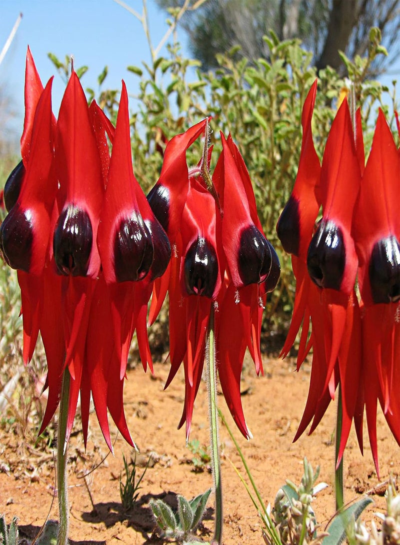 GGOOT 100Pcs Sturt's Desert Pea Seeds Drought-Resistant Swaisonia Formosa Seeds Easy to Grow Red Petals Flower Seeds 100pcs - Image 1