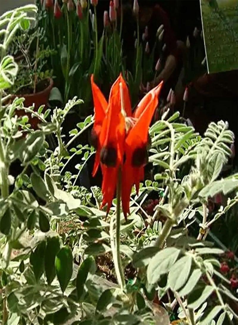 GGOOT 100Pcs Sturt's Desert Pea Seeds Drought-Resistant Swaisonia Formosa Seeds Easy to Grow Red Petals Flower Seeds 100pcs - Image 5