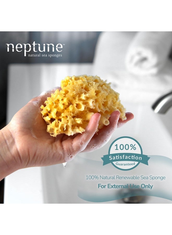 Neptune Neptune Caribbean Sea Sponge, Small, Approx. 4-5 inches  - Image 2