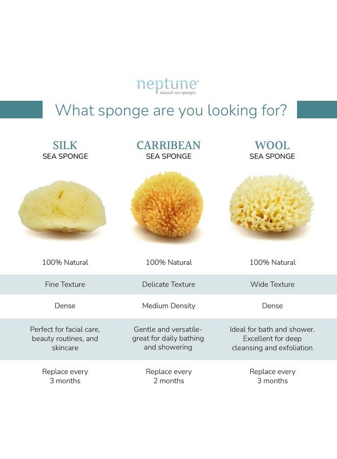 Neptune Neptune Caribbean Sea Sponge, Small, Approx. 4-5 inches  - Image 3