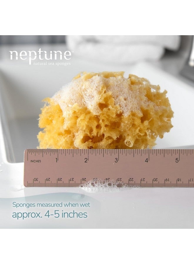 Neptune Neptune Caribbean Sea Sponge, Small, Approx. 4-5 inches  - Image 1